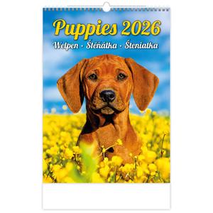 Wall Calendar 2026 - Puppies/Welpen/Puppies/Puppies